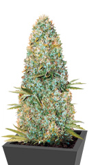 Amnesia Haze fem (Victory Seeds)