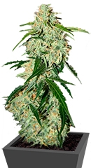 Big Bang Auto fem (GHS)