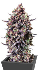 Punch Gelato #33 Auto fem (Cali Buds Seeds)