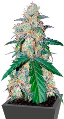 G14 Auto fem (FastBuds)