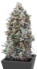 00 Kush fem (00 Seeds)