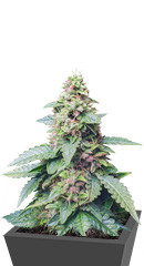 Wedding Cheesecake Auto fem (FastBuds)