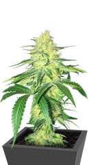 Godzilla Original Glue GG#4 (Godzilla Glue #4) fem (Herbies Seeds)