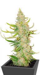 Titan F1 Auto fem (RQS)