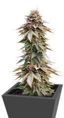 Blackberry Moonrocks fem (AlphaFem Seeds)