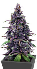Keepers OG Autoflower fem (Seedkeepers)