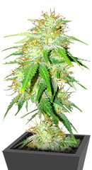 Gelato Glue Autoflower fem (Easy Grow Seeds)