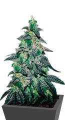 Golosa fem (Delicious Seeds)