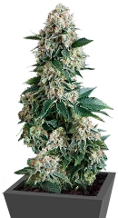 Auto New York City fem (Pyramid Seeds)