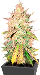 Sugar Candy fem (Delicious Seeds)