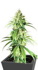 Glue Sherbert fem (AlphaFem Seeds)