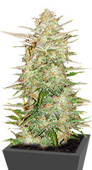 Original Auto Chemdawg fem (FastBuds)