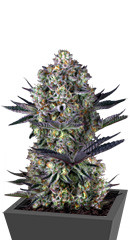 Dos Si Dos 33 fem (Barney's Farm)