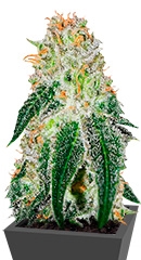 Black Russian fem (Delicious Seeds)