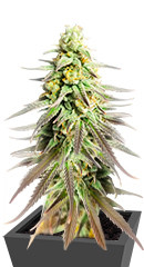 Sugar Black Rose Early Version fem (Delicious Seeds)