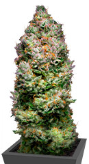 Açai Jelly by Sherbinskis fem (Silent Seeds)