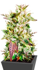 Caramelo regular (Delicious Seeds)