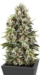 Chocolate Haze fem (RQS)