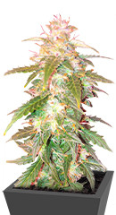 Quarter Pounder Autoflower fem (Easy Grow Seeds)