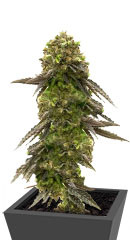 Bruce Banner # fem (AlphaFem Seeds)