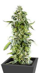 DDoS #33 fem (Herbies Seeds)