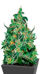 Critical Jack Herer Auto fem (Delicious Seeds)