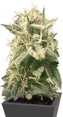 Auto Bubble fem (Female Seeds)