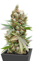 Banana Sapphire fem (Humboldt Seed Organization)