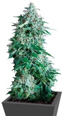 Auto Anubis fem (Pyramid Seeds)