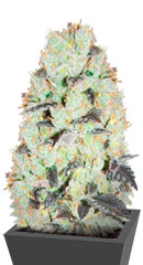 NHL Diesel (NYV Diesel) fem (Victory Seeds)