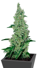 Y Griega fem (Medical Seeds)