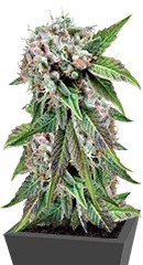 Auto Blue Pyramid fem (Pyramid Seeds)