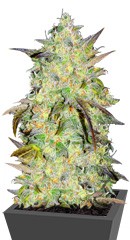 Marmalate Early Version fem (Delicious Seeds)