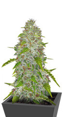 Auto Daiquiri Lime fem (Dutch Passion)