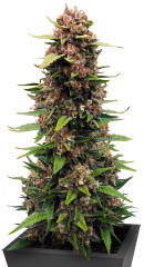 Sour Jealousy Auto fem (FastBuds)