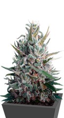 Eleven Roses fem (Delicious Seeds)