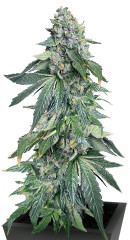 Vanilla Frosting fem (Humboldt Seed Company)