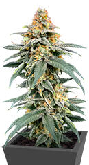 Garlic Cookies fem (Barney's Farm)