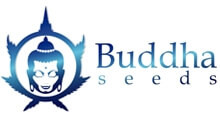 Buddha Seeds сидбанк