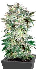Mazar Kush fem (World of Seeds)