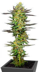 Mint Jelly Auto fem (Humboldt Seed Company)