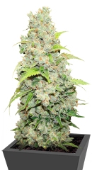 Bcn Sour Diesel fem (Medical Seeds)