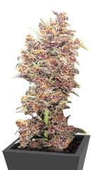 Purple Lemonade FF fem (FastBuds)