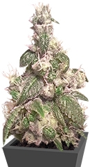 Acapulco Gold fem (Barney's Farm)