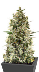 Chocobang fem (Delicious Seeds)