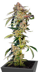 Super Boof fem (Barney's Farm)