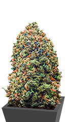 Bruce Banner fem (Monster Genetics)