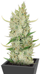 Original Auto Sour Diesel fem (FastBuds)