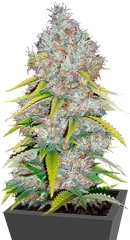 Excalibur fem (Eva Seeds)