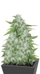 CBD Auto 20:1 fem (FastBuds)